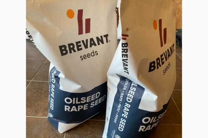 Насіння озимого ріпаку Бревант ПТ 275 (BREVANT PT275) в Тернополе- фото № 1