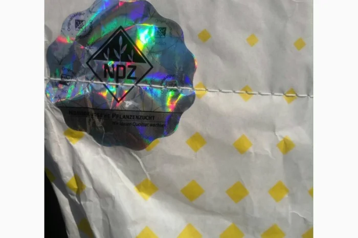 Гібрид ріпаку ШЕРПА (SHERPA) - високий врожай та швидкий ріст- фото № 4