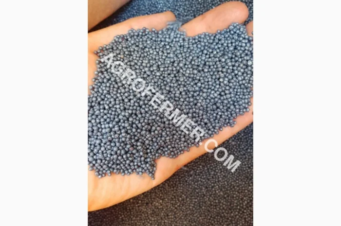 Семена озимого рапсу ROSS – високоякісний сорт- фото № 2