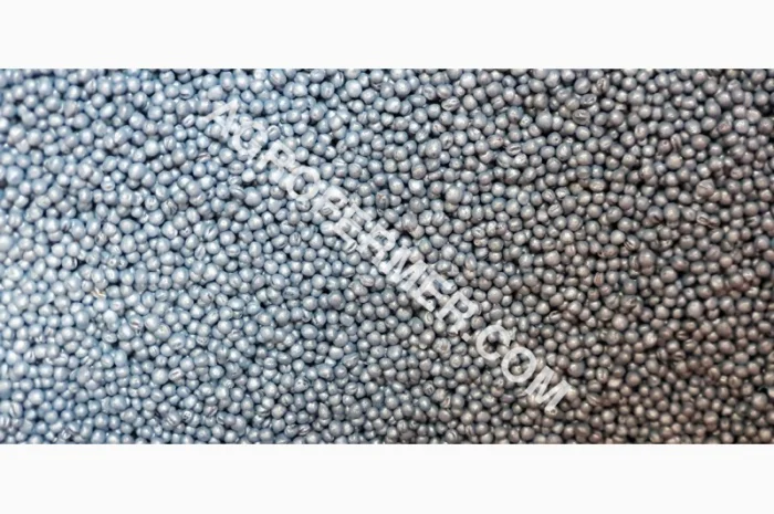 Семена озимого рапсу ROSS – високоякісний сорт- фото № 3