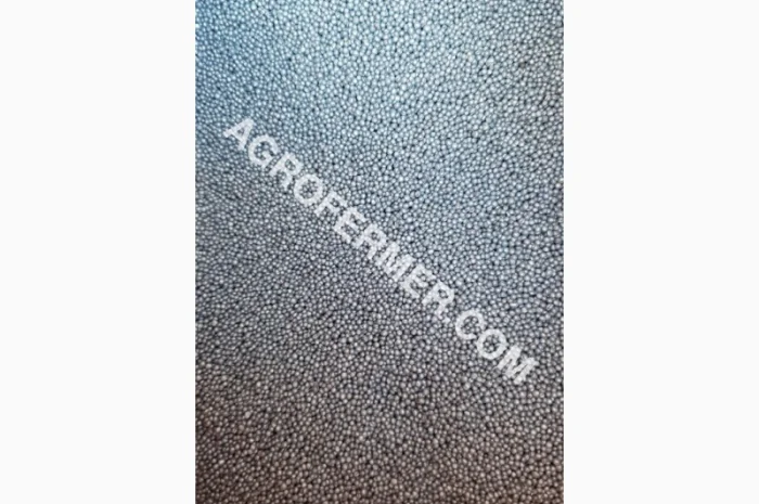 Семена озимого рапсу ROSS – високоякісний сорт- фото № 4