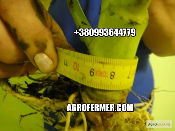 Семена озимого рапса CHILKAT- фото № 1