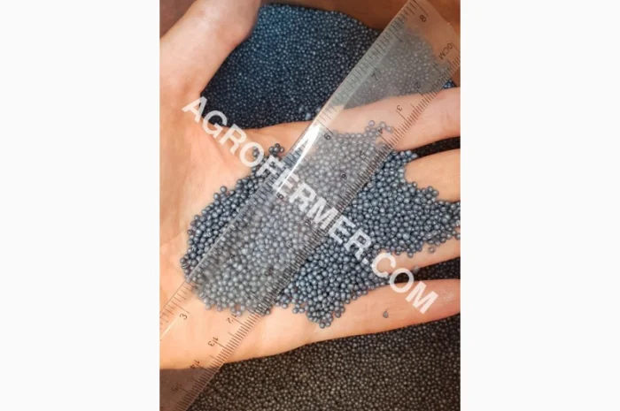 Семена озимого рапса CHILKAT- фото № 3