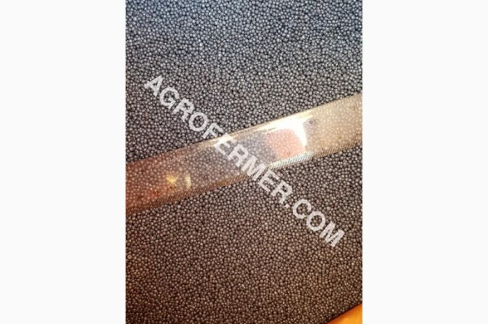 Семена озимого рапса CHILKAT- фото № 4