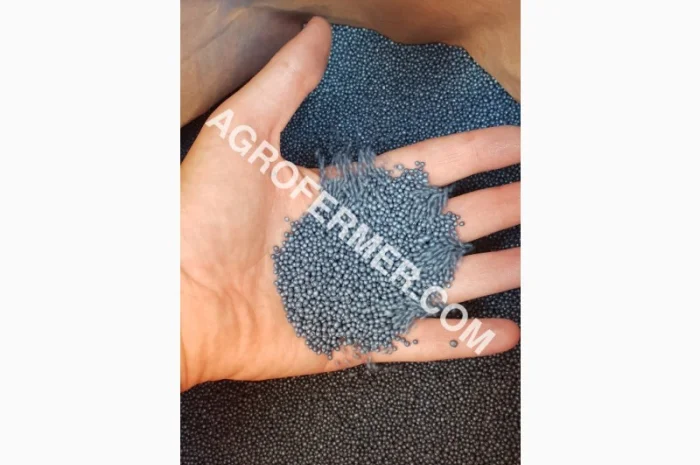 Гибрид рапса DEXTER – высокоурожайный трансгенный сорт- фото № 1