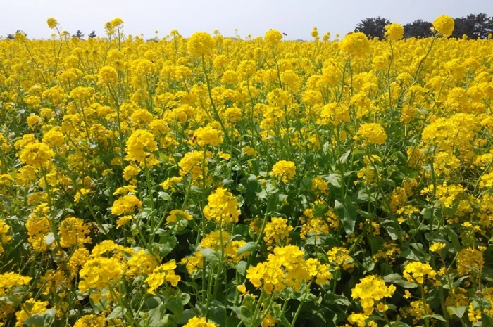 Насіння озимого ріпаку Редстоун для продажі- фото № 1