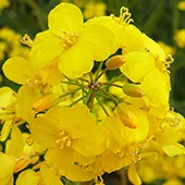 Насіння озимого ріпаку Халк – ранньостиглий гібрид- фото № 1