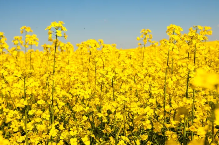 Насіння озимого ріпаку Грім для продажі- фото № 1
