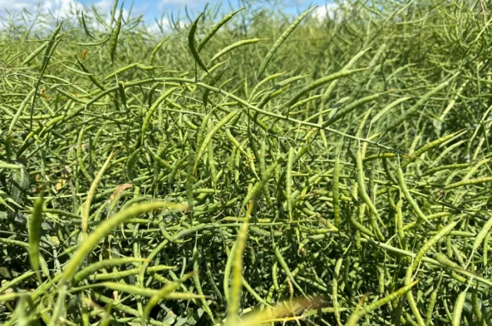 Продается сортовое озимое семя рапса Чешской селекции- фото № 1