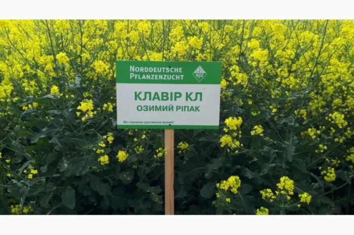 Семена озимого рапсу Клавир КЛ – продажа- фото № 1