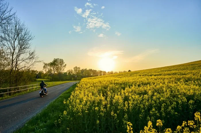 Насіння озимого ріпаку ПТ264 (PT264) BREVANT у продажу- фото № 1