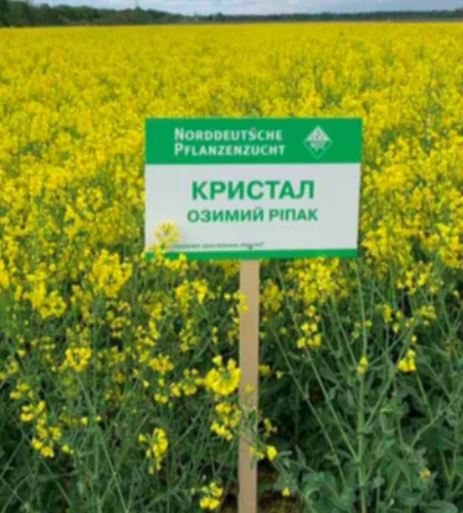Насіння озимого ріпаку Кристал, Lembke - висока врожайність- фото № 1