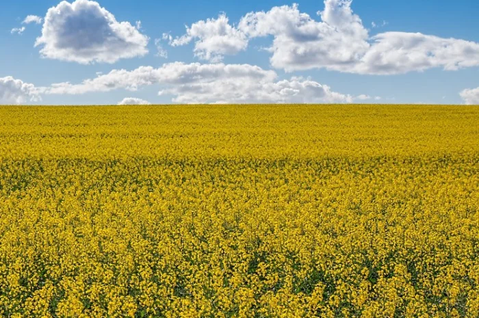 Насіння озимого ріпаку ДК Ексайтед (Декалб) у продажу- фото № 1