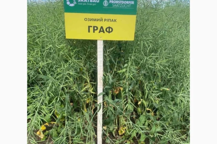 Продажа семян озимого рапса Граф от производителя Заатбау- фото № 2