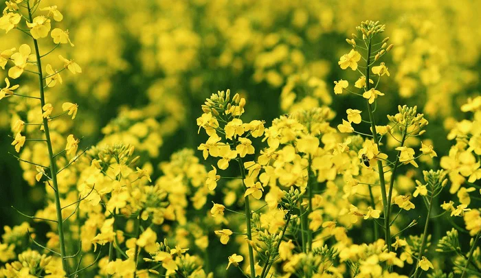 Насіння озимого ріпаку Марк від виробника KWS- фото № 1