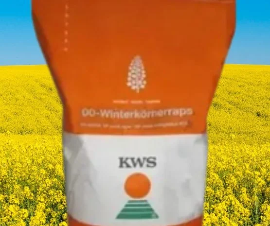 Насіння озимого ріпаку Гибрірок від виробника KWS- фото № 1