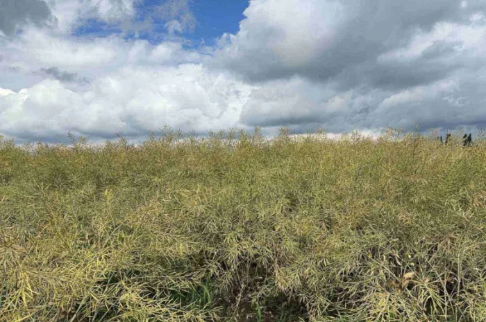 Насіння озимого ріпаку гібрид Ламбер (Classic) в продажу- фото № 1