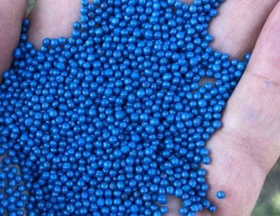 Озимий ріпак Ламбер - високоврожайний сорт- фото № 3