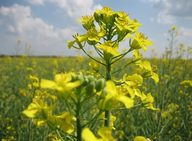 Насіння озимого ріпаку ДК Імпрешн від виробника- фото № 1