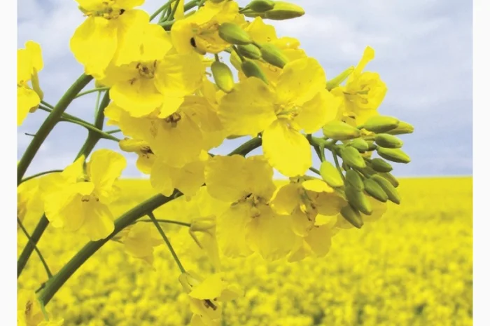 Семена озимого рапса гибрида Маркус (Classic)- фото № 1