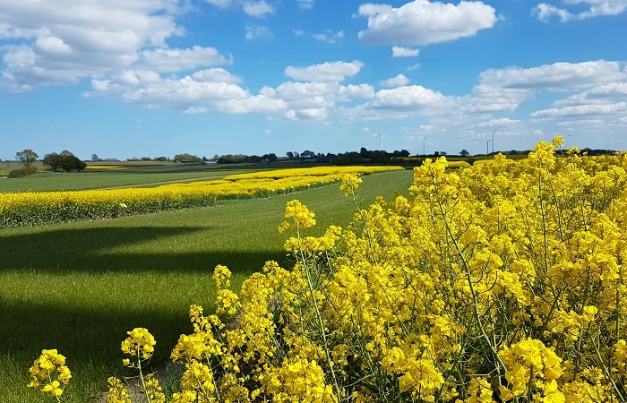 Озимий ріпак PX128 (ПХ128) BREVANT - Високий врожай- фото № 1