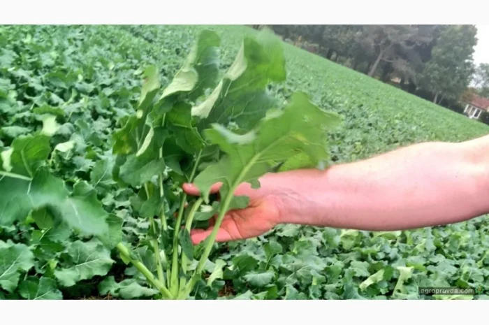 Насіння озимого ріпаку гібрид Грім в продаже- фото № 1