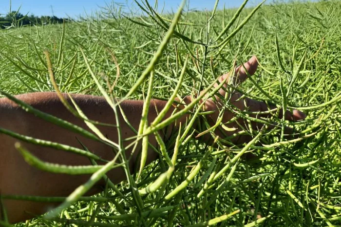 Насіння озимого ріпаку гібрид Блекстоун от ВНІС- фото № 1