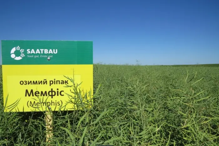Насіння озимого ріпаку Мемфіс - гібрид від Виробника "Заатбау"- фото № 2