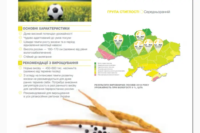 Насіння озимого ріпаку Торес - гібрид від Виробника «Сингента» (Syngenta)- фото № 2