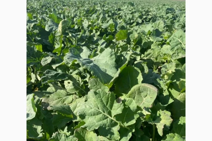 Насіння озимого ріпаку МАРКУС – класичний гібрид- фото № 3