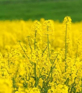 Насіння ріпаку озимого Паркер- фото № 1