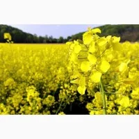 Насіння ріпаку озимого гібрид Майбах- фото № 1