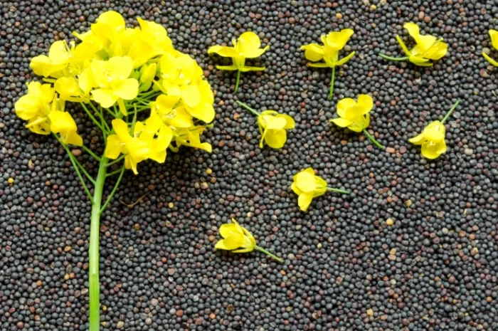 Куплю ріпак- фото № 1