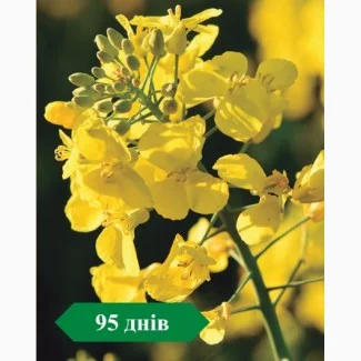 Ярий ріпак Аксель- фото № 1