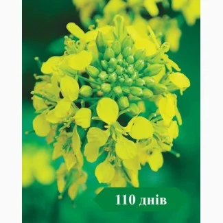 Ярий ріпак Гектор стійкий до Раундапу- фото № 1