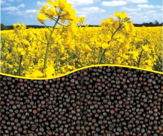 Закупляем рапс и отходи на самовивоз- фото № 1