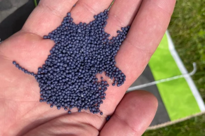 Озимий ріпак AGSEED Аргентина на продаж- фото № 4