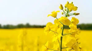 Закупаем рапс отходи проблемний самовивоз- фото № 1