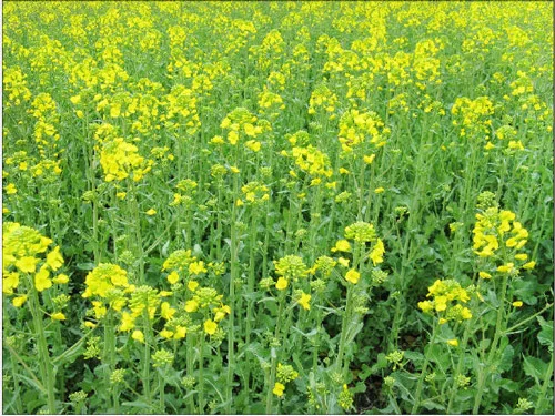 Продам семена Рапса- фото № 1