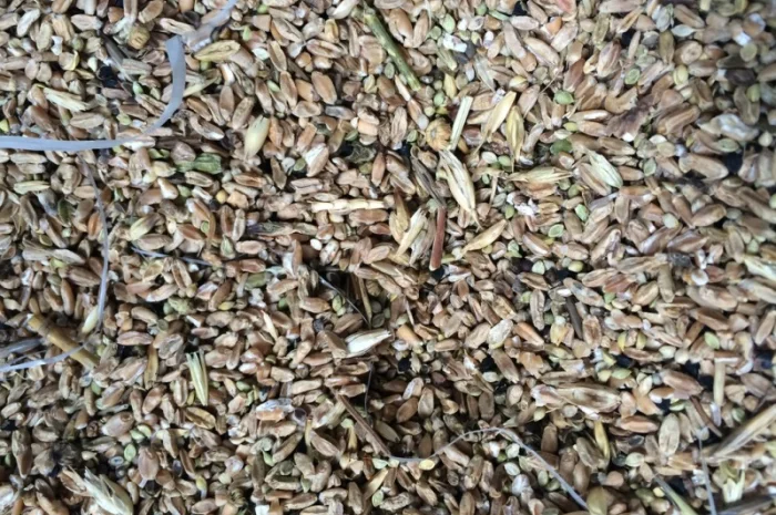 Некондиція і зерновідходи продати дорого- фото № 1