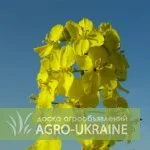 Семена озимого рапса Пионер- фото № 1