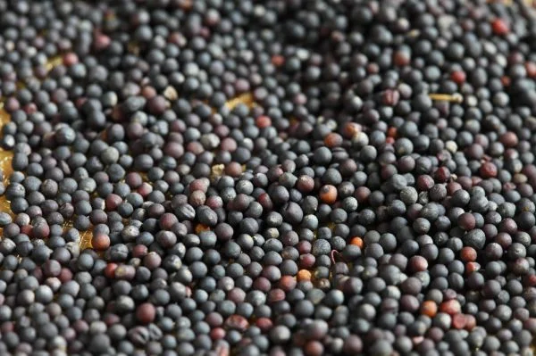 Закуповуємо ріпак не ГМО- фото № 1