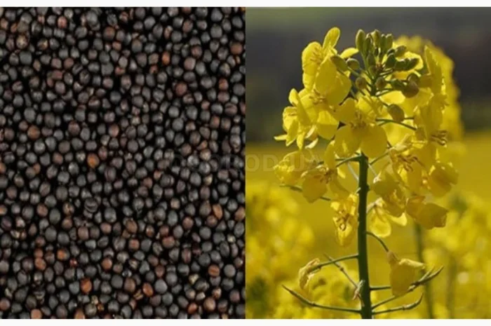 Закупаем рапс и отходы рапса- фото № 1