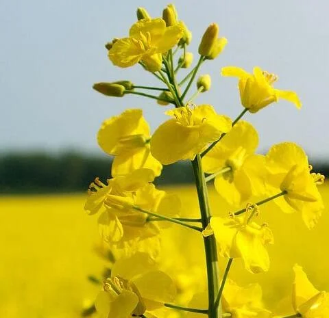 Куплю рапс- фото № 1