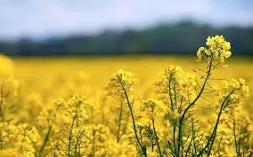 Гибрид рапса Маркус с высокой урожайностью- фото № 1