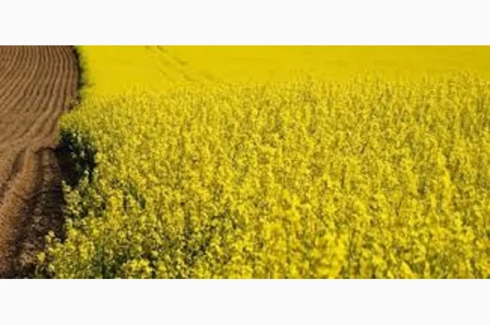 Семена озимого рапса СНЕЖНАЯ КОРОЛЕВА- фото № 1