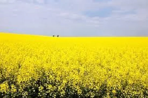 Семена озимого рапса МОРОЗ- фото № 1