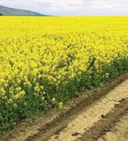 Семена рапса озимого ЧОРНИЙ ВЕЛЕТЕНЬ- фото № 1