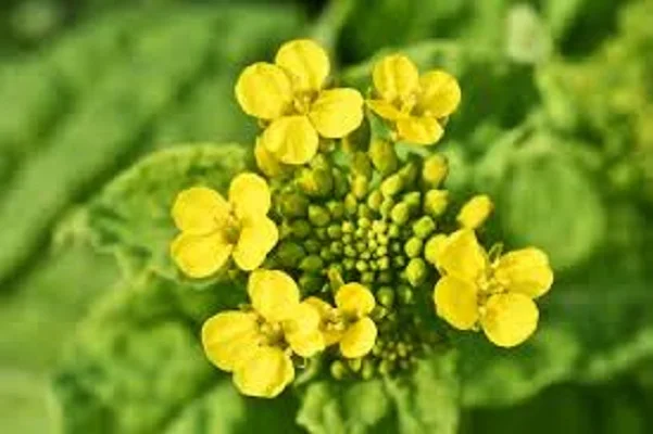 Семена озимого рапса ШЕЛБИ- фото № 1