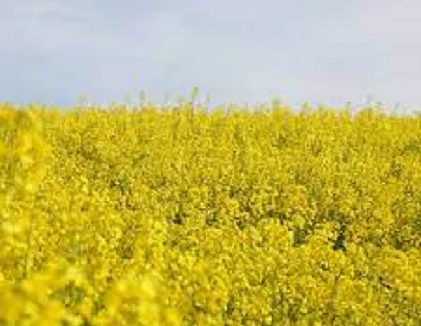 Семена озимого рапса Блекстоун- фото № 1